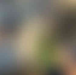 בניית צעצועים