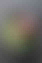 קציצות פרגית עם סלרי