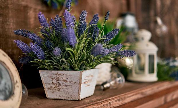 pot of lavender on the shelf.jpg