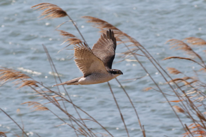 鳥の飛翔~生活スタイルとの関係~ 鳥の飛翔~生活スタイルとの関係~