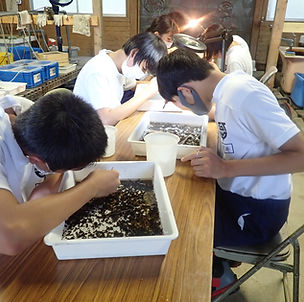 最終的には、人工飼育しなくてもゲンジボタルの飛び交う河合学区になることを目標にしている。
保護活動を始めた昭和の頃に比べ、学区を流れる主要河川の水質は良くなっている。しかし、ゲンジボタルの飛翔数は減少傾向にある。これは異常気象の増加により、増水や水不足の多発による環境悪化の影響下が考えられる。そのため、地域や行政など大きな力と連携した保護活動が重要になってくる。河川改修など、ゲンジボタルやエサのカワニナが安定して生息でき環境になるようにはたらきかけを行っていけたらと考えている。
広報誌やホームページによる情報発信に力を入れ、「マイホタル活動」や「ホタルの里親活動」のように、直接幼虫と関わる活動を増やしていきたい。ホタルのことをより多くの人に知ってもらい、親しみを持ってもらうことで、地域の宝のゲンジボタルのために行動してくれる人を増やしていき
たい。
