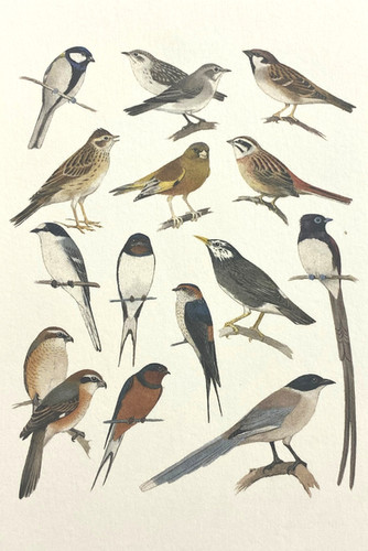 鳥類イラストカード 52枚セット