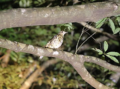 オオトラツグミ