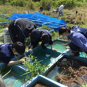 抽水植物の浚渫による開放水面の確保などを継続して行い、自然区からのベッコウトンボの羽化を目指す。外来植物の浚渫を行い、また流入を防ぐことで、在来種の生育の阻害を防ぐ。
今回のPCR法による抽出作業では、飼育水からの環境DNAの検出に成功したため、自然区からの環境DNAの検出を目指す。
