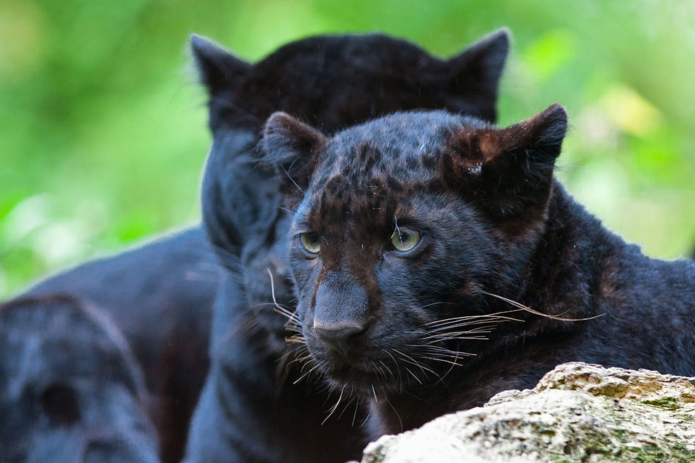Beautiful black panther cub.jpg