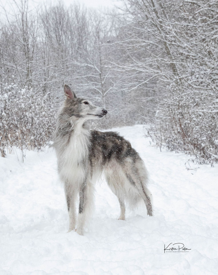 windhound in a snow storm