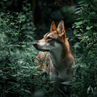 Why is it important to get my pet's photos taken now?