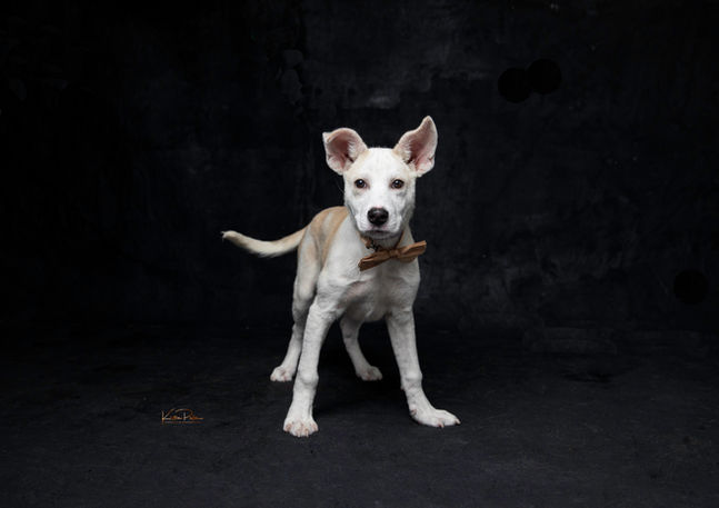 puppy with dark background