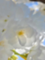 ree