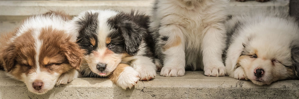 Puppies_edited.jpg