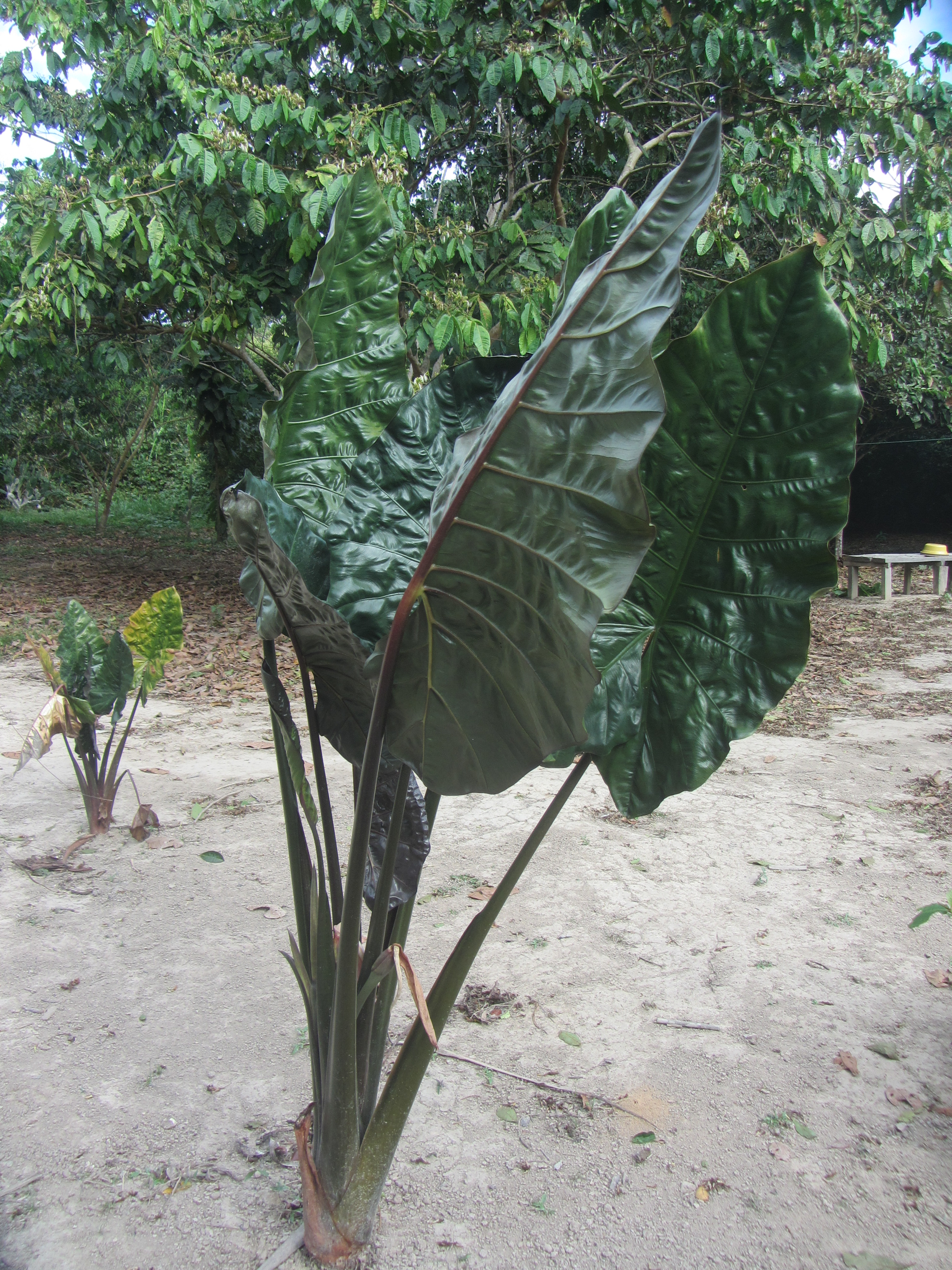 Patiquina