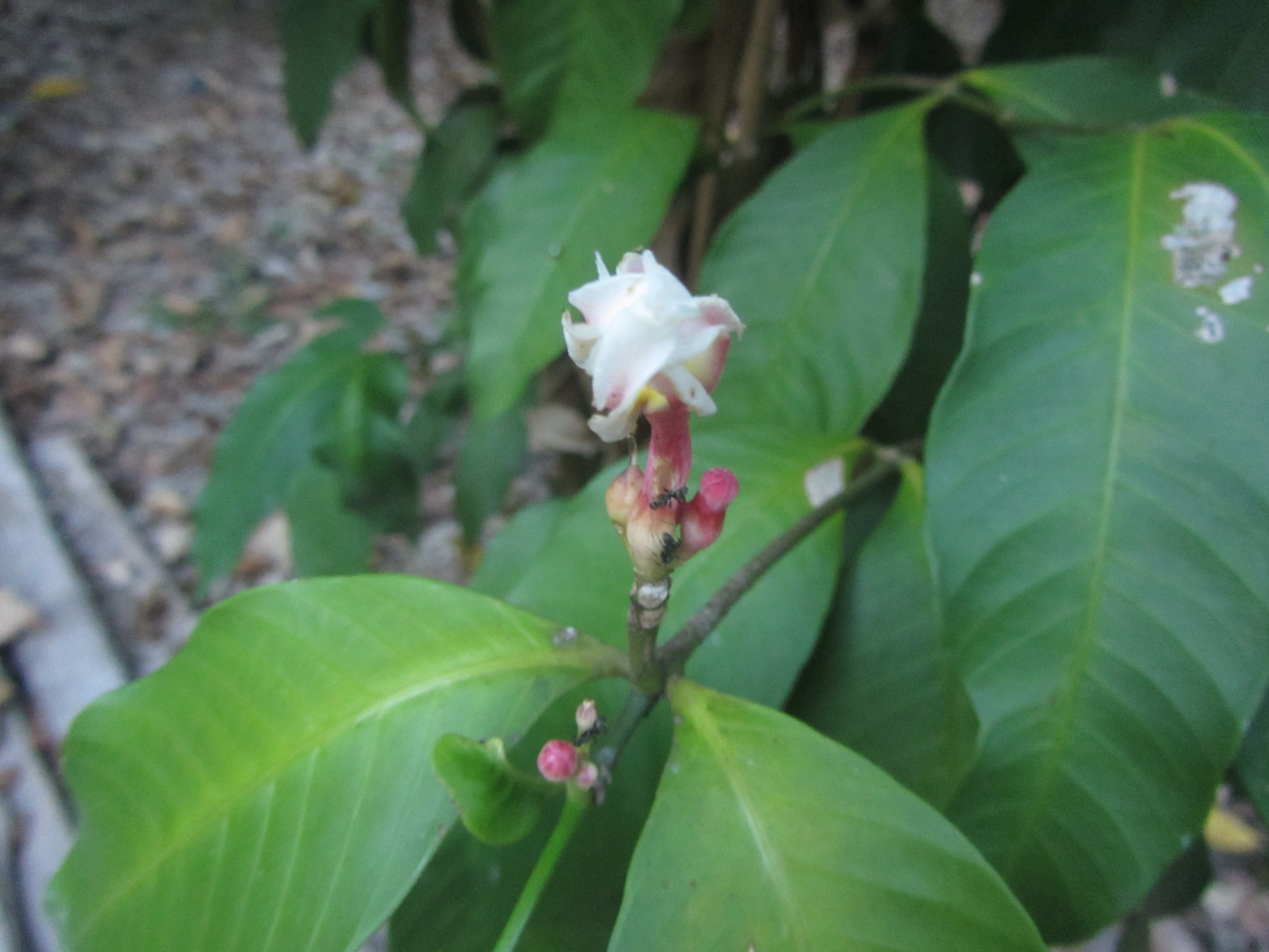 Uchu sanango