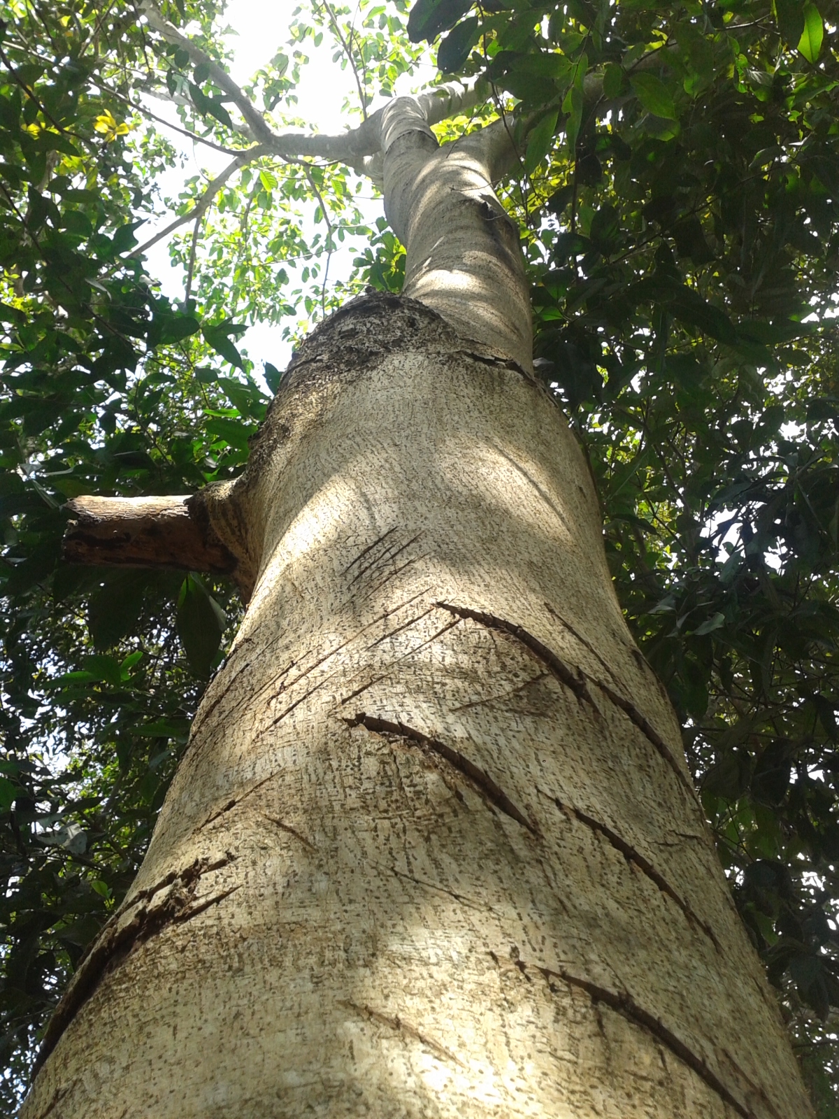 Sapote renaco