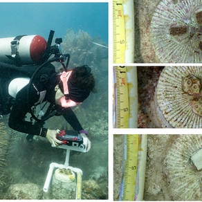 Restoration of Stony Coral Tissue Loss Disease susceptible species with microfragmentation in Mexico