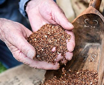 Il nuovo raccolto di riso nel GAS Verdessenza