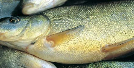 Cosmetici solidi, tinca gobba dorata in carpione e gli altri GAS Verdessenza
