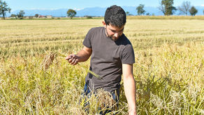 Un invito, le uova di Pasqua, l'olio evo, il riso e il pescespada nel GAS Verdessenza