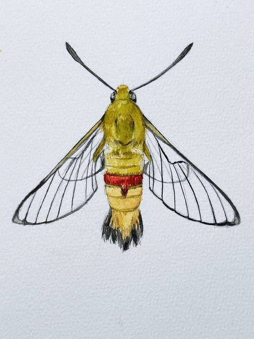 Coffee clearwing, Cephonodes hylas