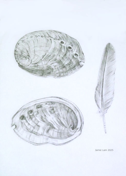 Graphite illustrations of two abalone shells and a feather