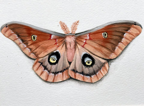 painting of a large brown moth with eyespots