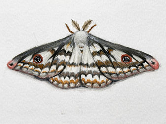 painting of a white and grey moth