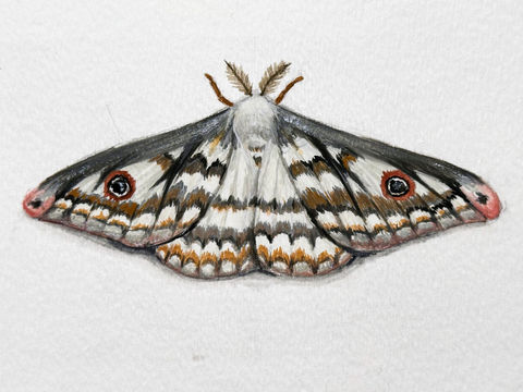 painting of a white and grey moth