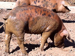 The Real Pig Company traditional rare breed pigs including oxford sandy and blacks, gloucester old spot and saddlebacks slow bred and simply free range