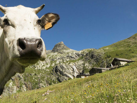 Escursioni imperdibili a Bardonecchia: le migliori passeggiate per ogni livello, ma soprattutto per le famiglie