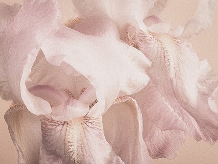 iris_edited_edited.jpg