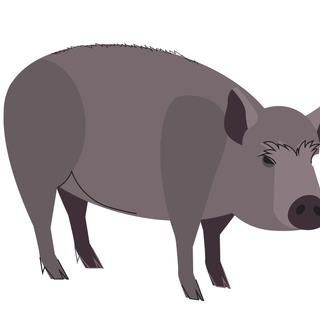 pig_portfoliospread-01.png