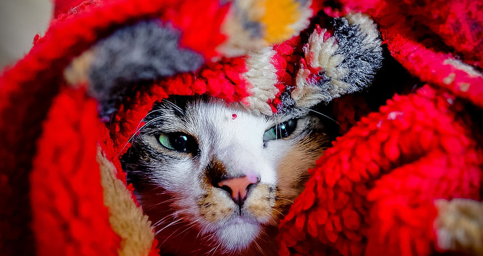 Cat cuddles.jpg