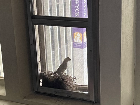 Where the Birds Fly