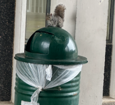 Albany Student Satire (ASS): Our Lives Are Not Our Own