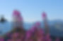 Botanique-le-gite-chatel.JPG