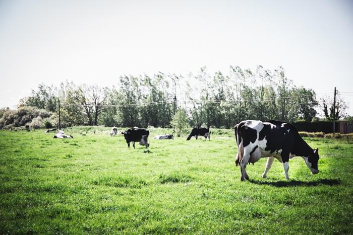 Arranged Food and Objects