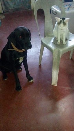 dade53_b2f6e449e2e04127a2f24929eac489d1.