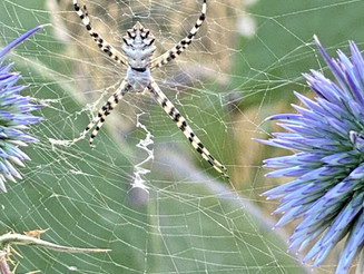 BIBITTES BIONIQUES