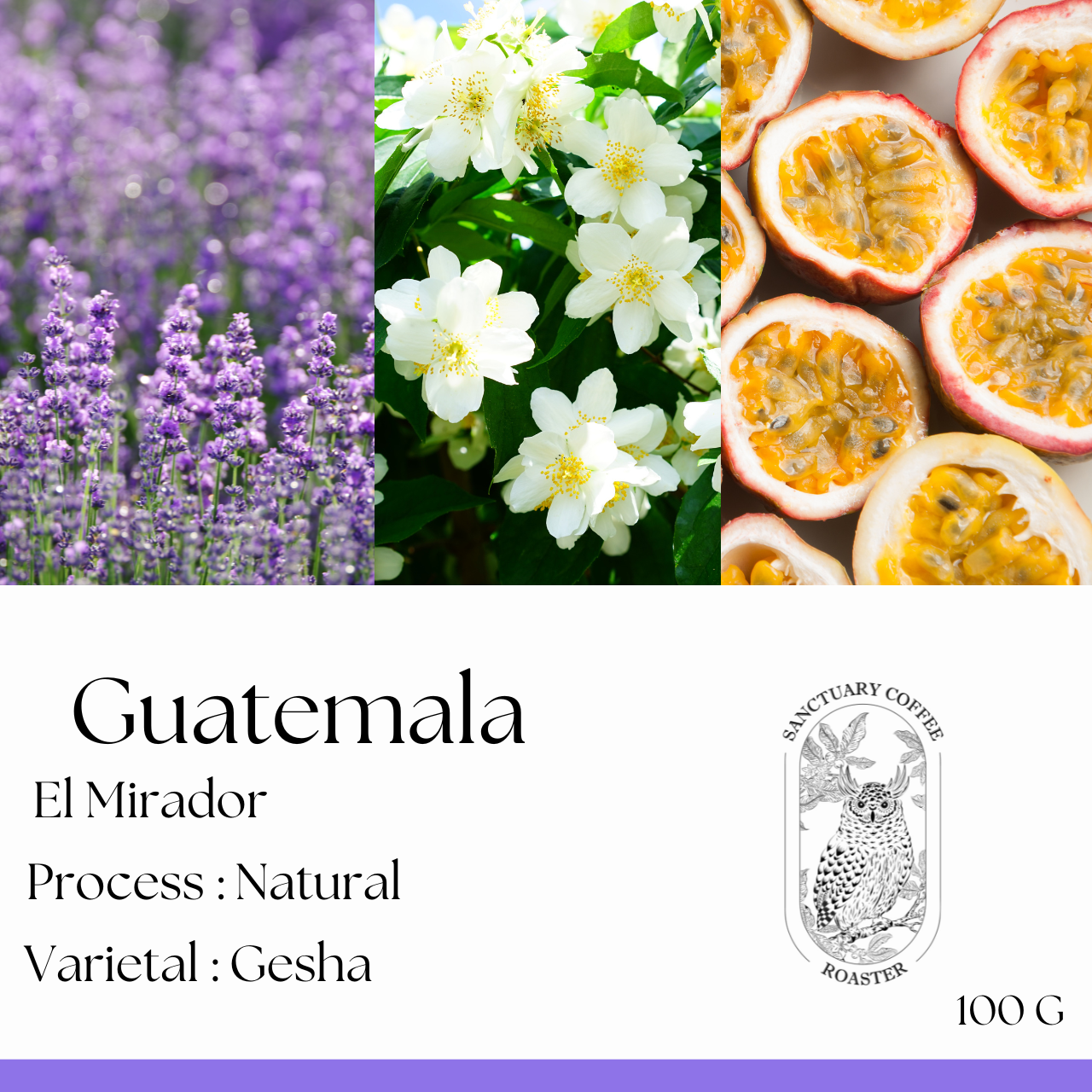 Guatemala El Mirador Finca El Platanillo Gesha