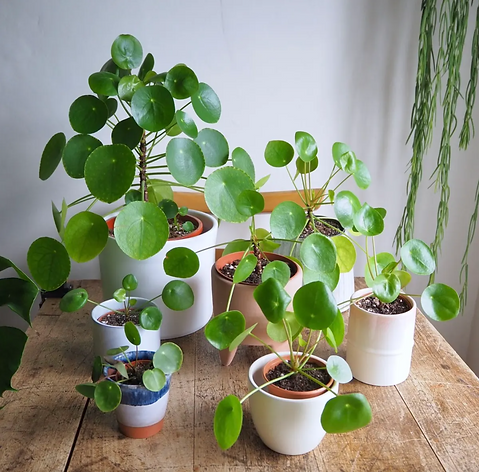 pilea-plants-table.png