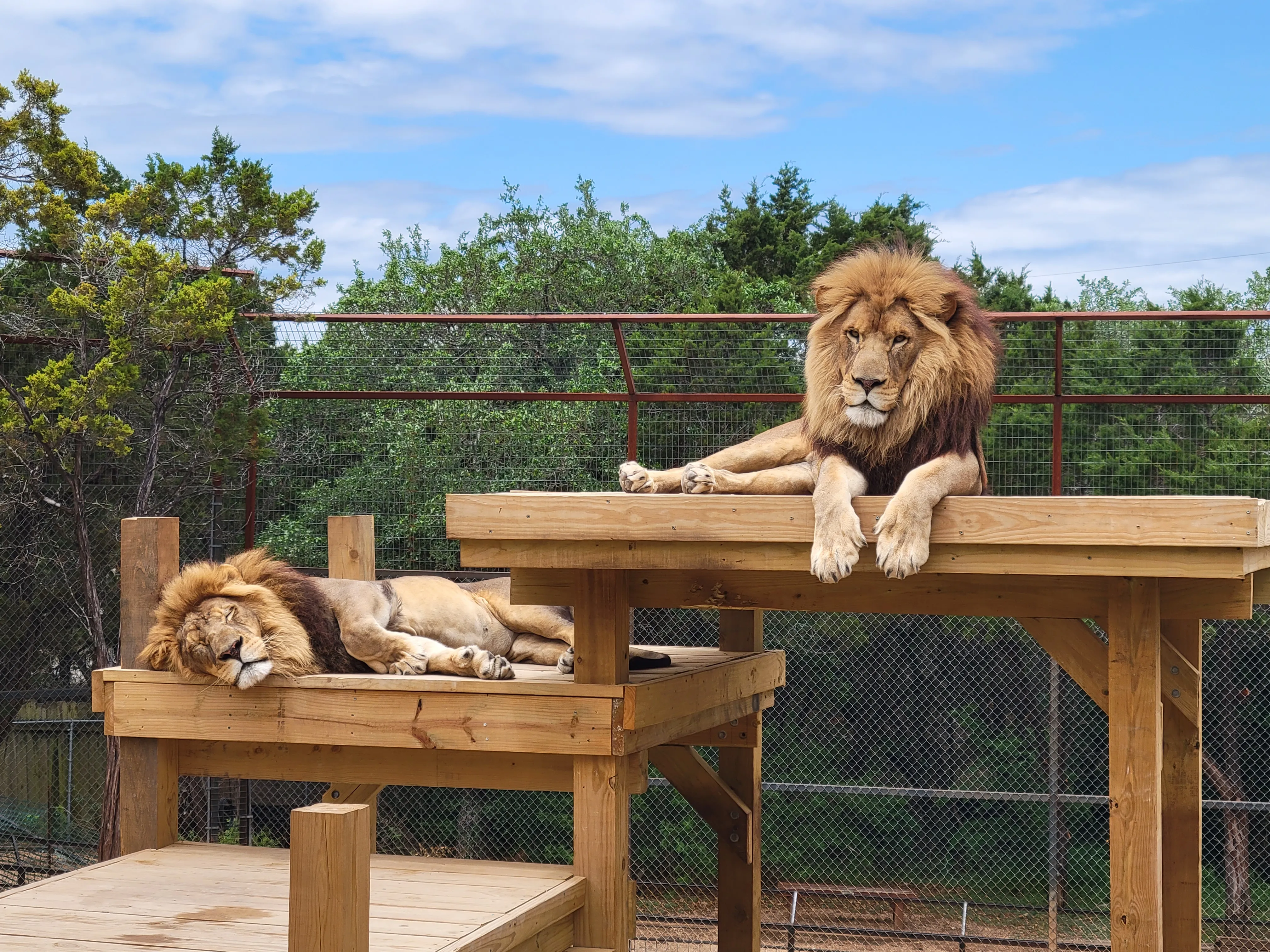 Lions in Austin Zoo