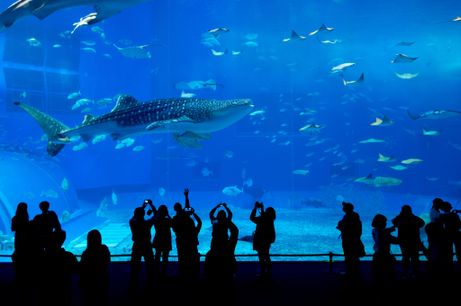 Sharks in Austin Aquarium