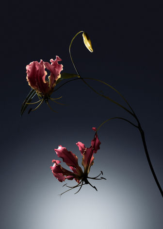 Photographie de nature morte de fleurs en backlight de wonderland studio création contenu luxe marques