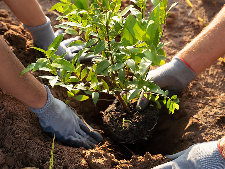 pessoas plantando arvores no campo