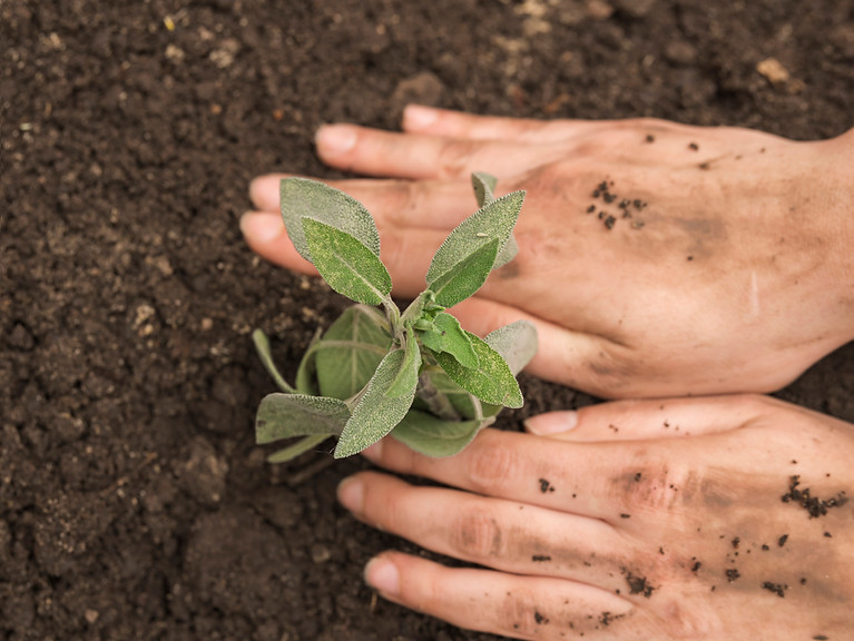 mao humana plantar fresco planta jovem em solo