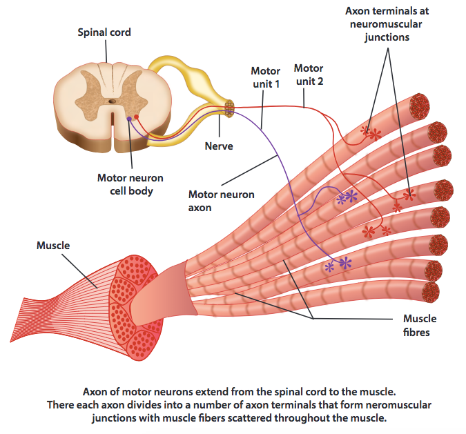 An illustration of axons of motor neurons which extend from the spinal cord to the muscle.