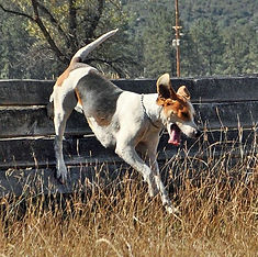 Hounds pix11.jpeg