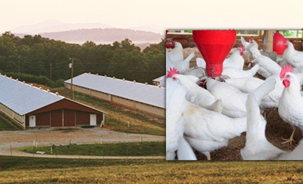 chickenhouses.jpg