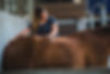 Rug mobilisatie paard