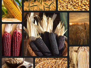 Yah’s Manna “Wheat Berry and Corn Bulk Order” Now Starting!
