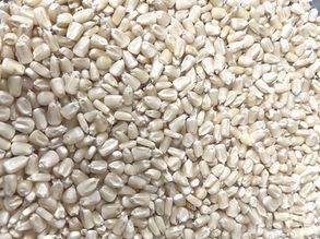 New Bulk Order for February 2023!!! Organic, Non-Gmo White Corn from Farm in Texas!!!